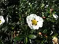 Cistus × dansereaui