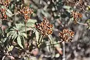 The fruits are capsules, with dehiscence revealing seeds within.