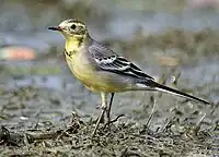 Female in breeding plumage, Narenderpur near Kolkata (West Bengal, India)