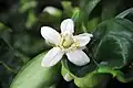 Pomelo blossom