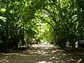 Tree lined street in City Bell