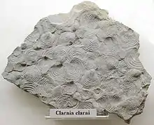 Fossils of the bivalve Claraia clarai