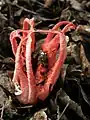 Clathrus archeri (Agaricomycetes)