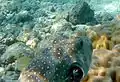 A Hawaiian cleaner wrasse inside the gill of a pufferfish