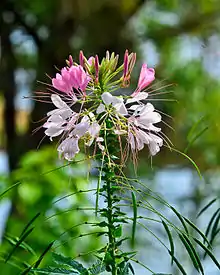 "flowers and foliage"