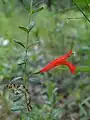 Clinopodium coccineum