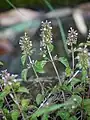 Clinopodium gracile