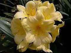 Clivia miniata var. citrina