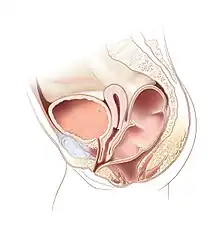 illustration of a cloaca with a short common channel