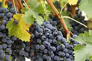 Wine grapes with glaucous coating