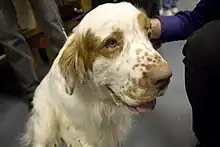 A shot of the head and shoulders of a white dog with brown markings around its nose, ears and eyes.