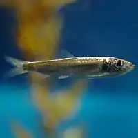 Pacific herring (Clupea pallasii), normally off shore but enter the bay to spawn from November through March.