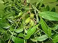 Immature pecan fruits