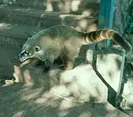 South American coati near Iguaçu Falls, Brazil