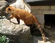 South American coati, Nasua nasua, in an English zoo