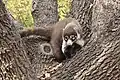 Coatimundi in tree at BTA.