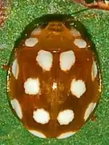 A brown ladybird