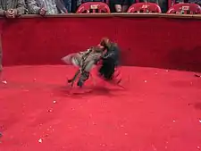 Cockfight in Otavalo, Ecuador