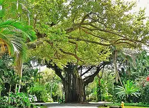 Typical street in Coconut Grove, showing heavy vegetation characteristic of the hammock.