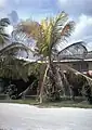 A palm tree dying of lethal yellowing phytoplasma