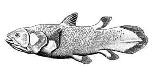 Lobe-finned fish(coelacanth)