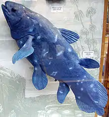 Model of a coelacanth, thought until 1938 to be extinct. They are deep blue.