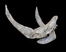 Woolly rhinoceros, complete skull