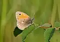 Small heath (for comparison)[clarification needed]