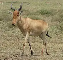 Brown bovid