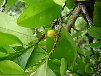 Leaves and fruit