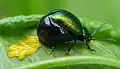 female laying eggs