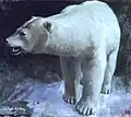 Polar Bear, 1912