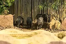 Collared peccary