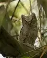 Juvenile in Nepal