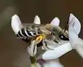 Female bee (Colletes sp.) collecting nectar from a Retama raetam flower, Holot Mash'abim, Northern Negev, Israel