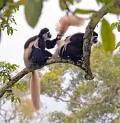 The Colobus guereza.