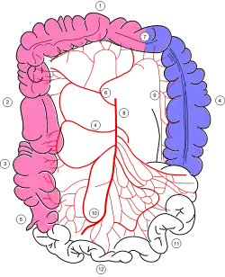 Colonic blood supply