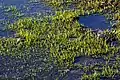 Colony of black-spored quillwort (Isoetes melanospora) in a granite pool on top of Arabia Mountain