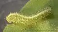 Caterpillar