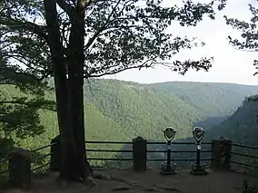 An overlook with a fence, two coin-operated telescopes, and a large tree at left, with a tree-covered gorge in the background