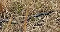 Adult northern black racer, C. c. constrictor, in typical habitat