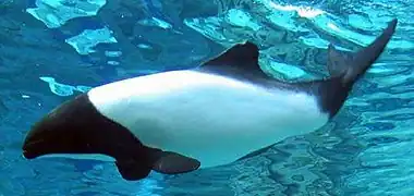 Commerson's dolphin