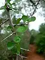 Commiphora simplicifolia