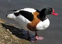 Common shelduck on the estuary