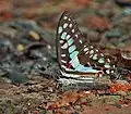 Mud-puddling in Kolkata, West Bengal, India