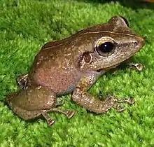 Coquí común(Eleutherodactylus coqui)