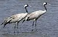 Adults at Khijadiya Bird Sanctuary, Gujarat, India