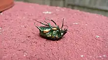 The beetle is lying on its back, perfectly still, on top of a red wall.