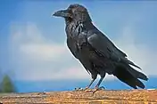 One black raven