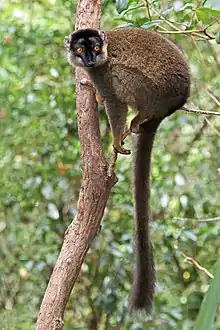 Brown lemur